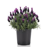 Lavandula stoeches Butterfly Garden™ Plum Perfect