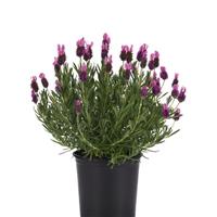 Lavandula stoeches Butterfly Garden™ Poppin' Pink