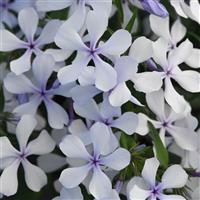 Phlox divaricata Petalscape™ Blue Diamond