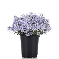 Phlox divaricata Petalscape™ Blue Diamond