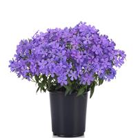 Phlox divaricata Petalscape™ Blue Velvet