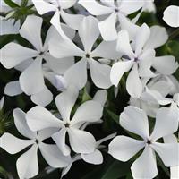 Phlox divaricata Petalscape™ White