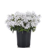 Phlox divaricata Petalscape™ White