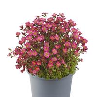 Saxifraga x arendsii Marto™ Hot Rose
