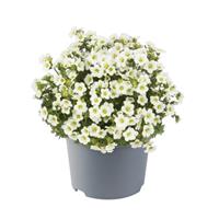 Saxifraga x arendsii Marto™ White