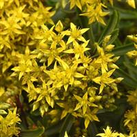 Sedum Lemon Sparkle