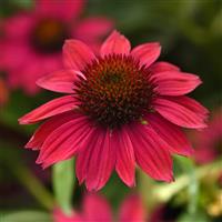 Echinacea Sombrero Poco™ Hot Pink Improved
