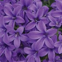 Campini™ Blue Campanula