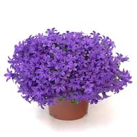 Campini™ Blue Campanula