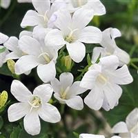 Campini™ White Campanula