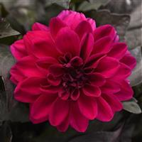 City Lights™ Compact Magenta Dahlia