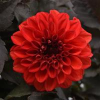 City Lights™ Compact Scarlet Dahlia