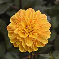 City Lights™ Compact Sunny Yellow Dahlia