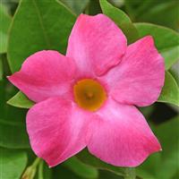 Divina Compact Pink Mandevilla