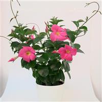 Divina Compact Pink Mandevilla