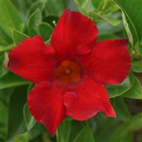 Divina Compact Red Mandevilla
