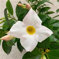 Divina Compact White Mandevilla