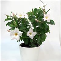 Divina Compact White Mandevilla