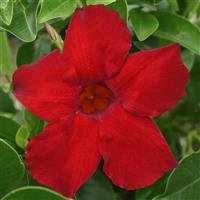 Divina MegaFlora Red Mandevilla