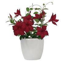 Divina MegaFlora Red Mandevilla