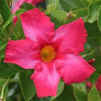 Divina MegaFlora Neon Pink Mandevilla