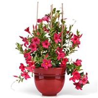 Divina MegaFlora Neon Pink Mandevilla