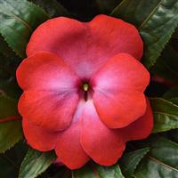 ColorPower™ Cerise Frost New Guinea Impatiens