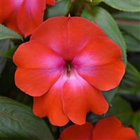 ImPower™ Cerise Frost New Guinea Impatiens
