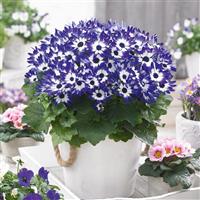 Senetti<sup>®</sup> Blue Bicolor Pericallis