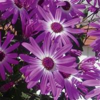 Senetti<sup>®</sup> Pink Bicolor Pericallis