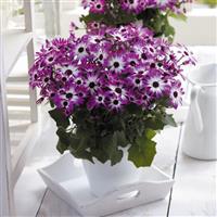 Senetti<sup>®</sup> Magenta Bicolor Pericallis