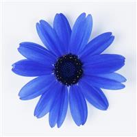 Senetti<sup>®</sup> Super Blue Pericallis