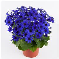 Senetti<sup>®</sup> Super Blue Pericallis