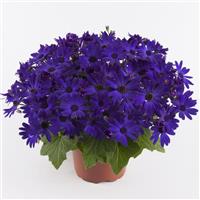 Senetti<sup>®</sup> Kobalt Blue Pericallis