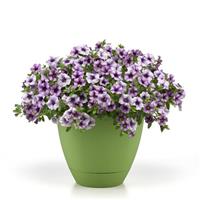 EnViva™ Blue Vein Petchoa