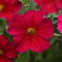 EnViva™ Red Petchoa