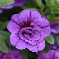 MiniFamous<sup>®</sup> Evo Double Light Blue Calibrachoa