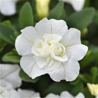 MiniFamous<sup>®</sup> Evo Double White 27 Calibrachoa