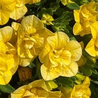 MiniFamous<sup>®</sup> Evo Double Yellow 27 Calibrachoa