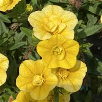 MiniFamous<sup>®</sup> Neo Double Deep Yellow 27 Calibrachoa