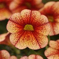 MiniFamous<sup>®</sup> Uno Orange+Red Vein Calibrachoa
