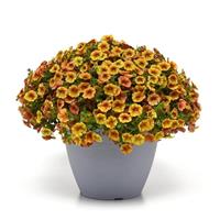 MiniFamous<sup>®</sup> Uno Orange+Red Vein Calibrachoa