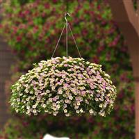 MiniFamous<sup>®</sup> Uno Pink Radiance Calibrachoa