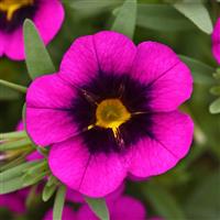 MiniFamous<sup>®</sup> Uno Purple Strike Calibrachoa