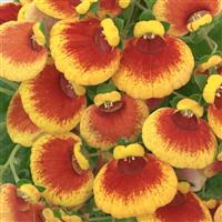 Calynopsis™ Red+Yellow Eye 27 Calceolaria