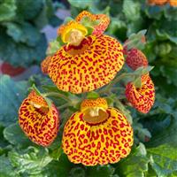 Calynopsis™ Yellow Leopard Calceolaria