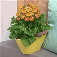 Calynopsis™ Yellow Leopard Calceolaria