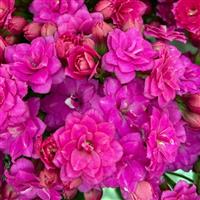 Mandala<sup>®</sup> Double Purple Kalanchoe