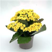Mandala<sup>®</sup> Double Yellow Kalanchoe