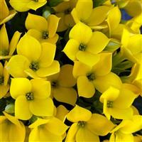Mandala<sup>®</sup> Yellow 27 Kalanchoe
